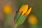 Tra i fiori