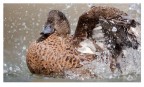 Giochi d'acqua