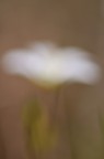 Un fiore