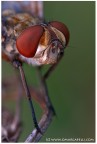 Nikon d700 + sofietto pb6 + tubo prolunga da mm 52 + Luminar 63 mm

Primi esperimenti con il Luminar 63 mm. Dettaglio e nitidezza di questo obiettivo a simili ingrandimenti sono incredibili.
Il sofietto era alla massima estensione dovremmo essere tra il 5:1 e il   6:1

La PDC  sottilissima dovr incominciare ad assemblare + scatti

Commenti e critiche sempre graditi