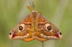 Saturnia pavoniella