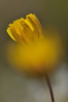2 Fiori