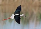 Cavalierte d'Italia (Himantopus himantopus)