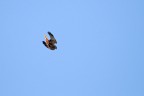 falco di palude in picchiata