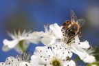 Fiori e insetti