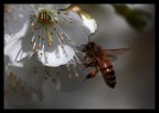 Ciao a tutti, 
questa  una delle mie prime macro fatte all'aperto.
Sono abbastanza inesperto ma seguo ben volentieri i consigli dei grandi del forum.
Critiche sempre ben accette

Dati di scatto:

Canon eos 40D
Tamron 90
f 4.5
Iso 320
1/2500