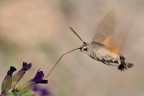 macroglossa stellatarum