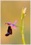 Dati scatto: 90mm, 1/140, f11, ISO 200, treppiedi, scatto remoto, pannellino schermante e riflettente
HR: http://s6.imagestime.com/out.php/i539579_HR.jpg
Buon pomeriggio a tutti!!!
Ho fotografato questa magnifica orchidea ieri pomeriggio alla riserva naturale dello Zingaro TP, nel tardo pomeriggio...quasi al tramonto. La luce era meravigliosa ma nn  stato per niente facile esporre bene l'intero fiore dato che il labello  mooooolto scuro ed il resto dell'orchidea chiarissima. 
Un saluto Francesco