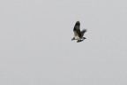 falco pescatore