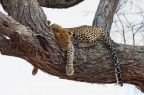 Siesta