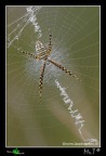 Giusto per salutarvi e dirvi che sono ancora vivo....non vedo l'ora che questi giorni un p complicati lascino tempo per dedicarmi di nuovo al forum!

Piccola Argiope trifasciata, specie che in italia non dovrebbe esserci, ma a quanto pare secondo studi recenti sta colonizzando la Sicilia e la Sardegna.

Canon 40D,tamron180mm,f13,1/30,iso320,+0.67 EV, pannello riflettente e diffusore.


[url=http://i739.photobucket.com/albums/xx37/antoninolaspina/Argiopecontela1200px.jpg][b]Immagine a 1200px[/b][/ur