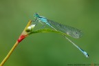 Ischnura elegans