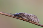 Sialis lutara