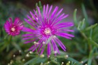 Flowers 1