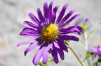 Flowers 2