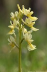 Volevo rendervi partecici della scoperta che ho avuto la fortuna di effettuare, il ritrovanento di due esemplari di Orchis pauciflora, specie che non era mai stata segnalata per la Sicilia. Mi piaceva condividerla con voi
saluti Ciro