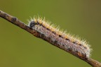 Aporia crataegi