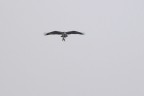 falco pescatore2
