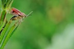 Cimice in partenza