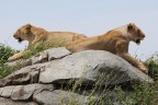 Leonesse