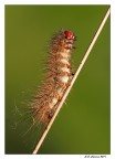 Bruco o pupa?