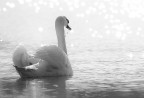 Cigno
