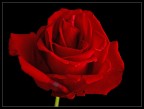 rosa rossa