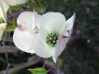 questo  il fiore dell'albero del mio giardino, qualcuno di voi sa dirmi di che fiore/albero si tratta? Ho comprato casa e me lo sono trovato in giardino.
grazie ciao!
P.S. ovviamente i commenti sulla foto sono graditissimi come sempre :)