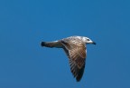 Tamron SP 70-300 Di VC USD, ISO 1600, 300 mm, f/5,6, 1/3200 sec