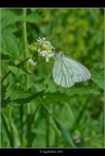 Pieris napi