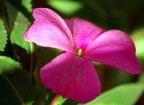 fiore lilla