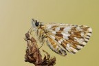 Pyrgus onopordi