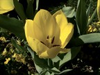 papavero macro