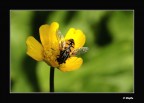 Canon 50D
Canon 70-300+tubo prolunga
F: 9 - 1/400 ISO 320
Mano libera