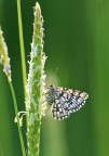 Piccola falena