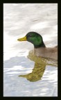 riflessi