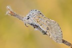 Cerura vinula