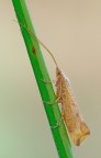 l'imperlato