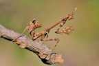 Empusa Pennata