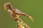 Pistius Truncatus