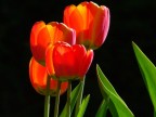 Trasparenze (a colori)