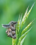 Erynnis tages in riposo
