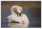 Cigno