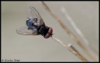 nikon D5000 + tamron 90mm
ISO200 f20 1/2sec