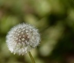 Panasonic DMC FZ38
f/4.4
1/500 s
iso 80
86mm