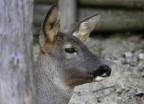 Cervo (femmina)