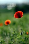 Canon EOS 5D
Canon 70-200 f4
f/9
1/320
180mm
iso160