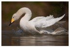 Cigno