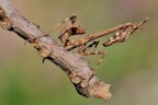 Empusa Pennata