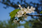 Primavera